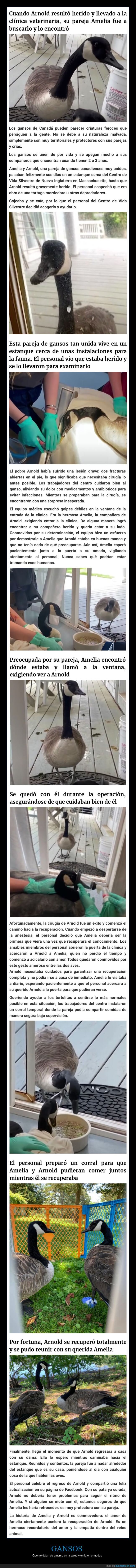 gansos,pareja,herido,curar