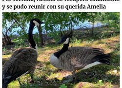 Enlace a Este ganso llamó a la puerta del centro veterinario donde estaban operando a su pareja, exigiendo verla