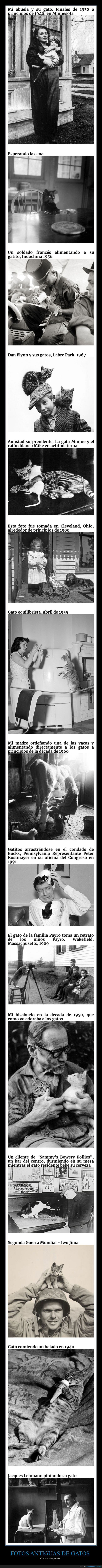 fotos antiguas,retro,pasado,gatos