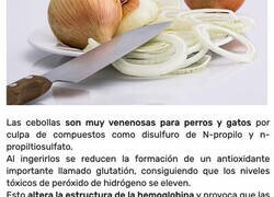 Enlace a Cosas prohibidas que nunca deberías darle a una mascota