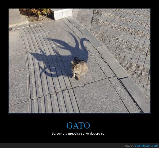 gato,sombra,wtf