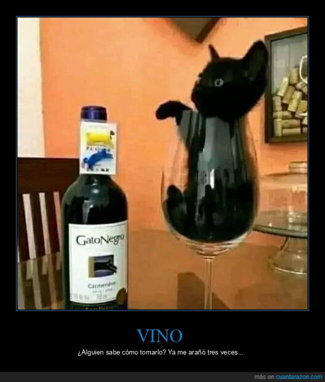 vino,gato negro