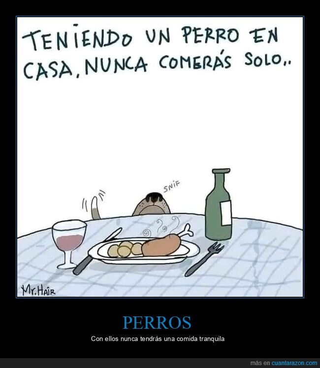 perro,comer,solo