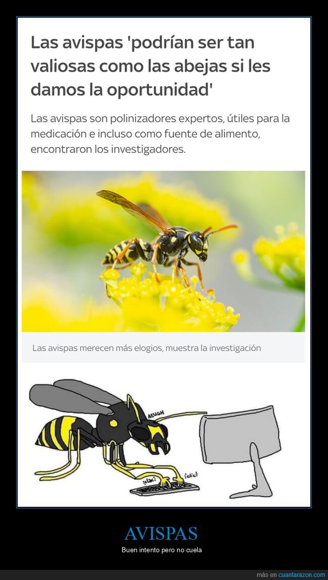 abejas,avispas,valiosas