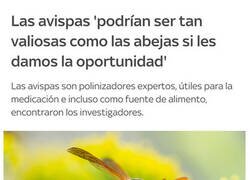 Enlace a Nadie piensa nunca en las avispas...