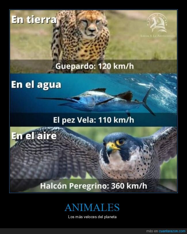 animales,veloces,curiosidades