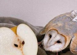 Enlace a Lechuza preocupada