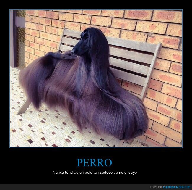 perro,pelo