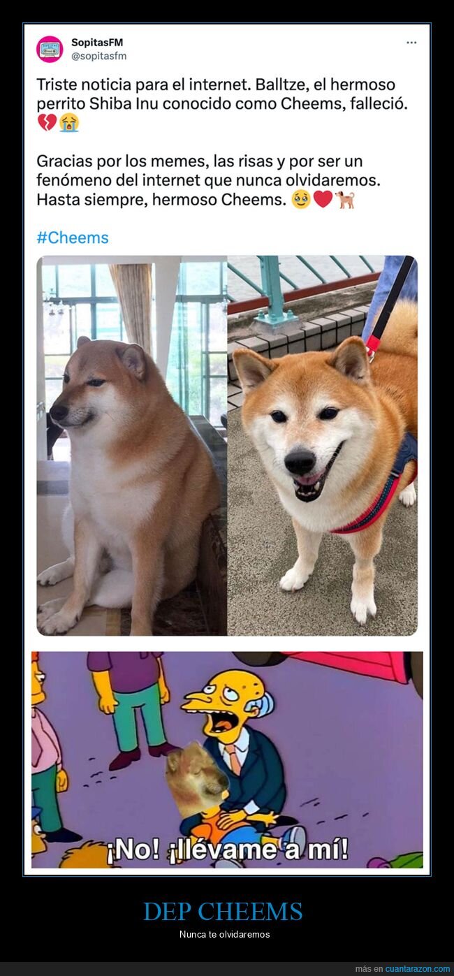 cheems,dep,muerte,perros