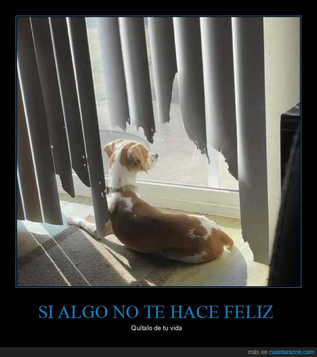 perro,cortinas,wtf