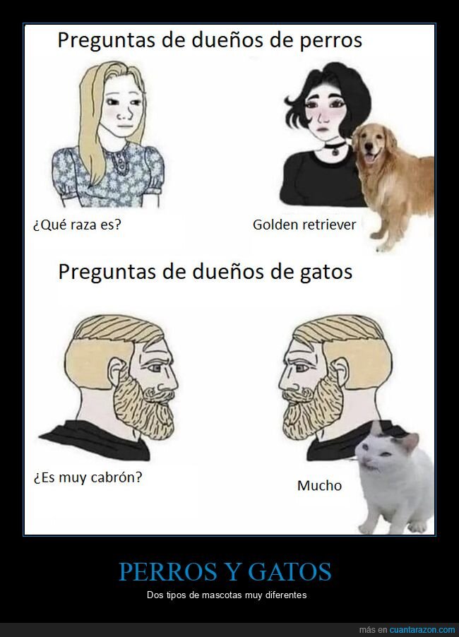 gatos,perros,raza