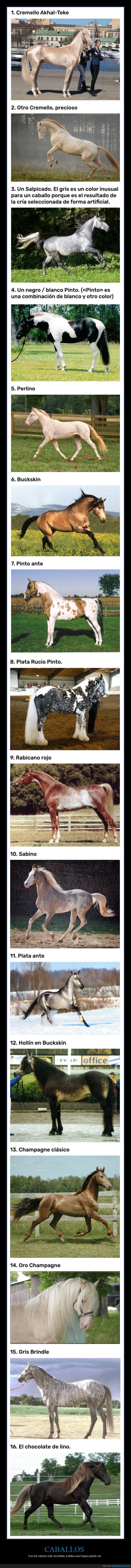 caballos,razas,colores