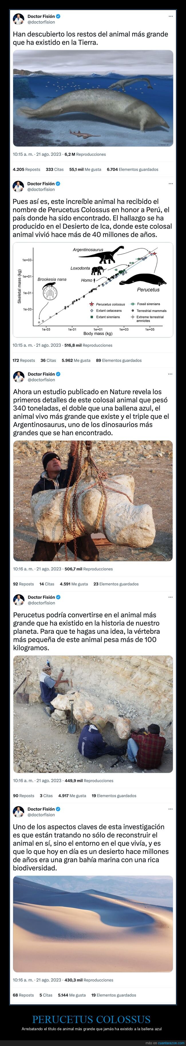 perucetus colossus,animal,grande,descubrimiento