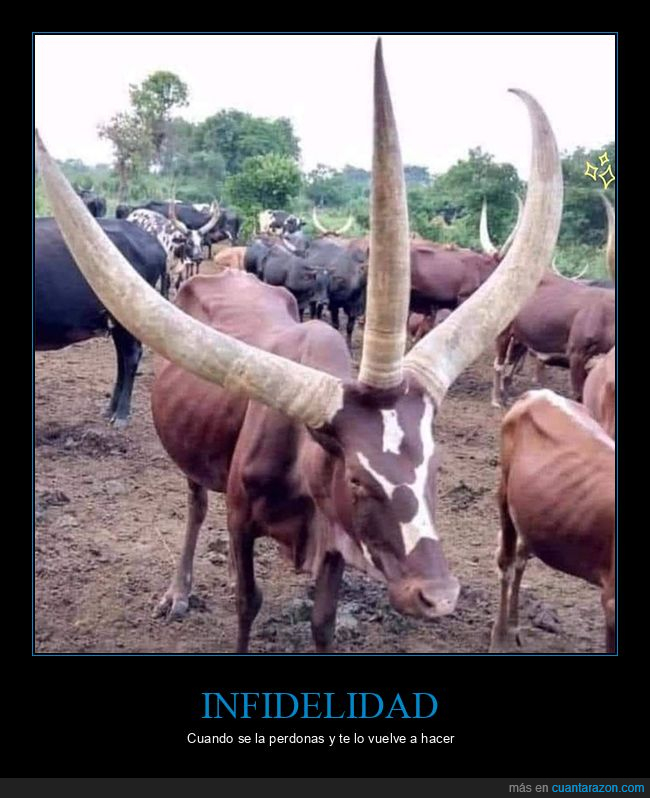 cuernos,toro,tres,wtf