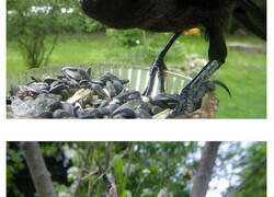 Enlace a Esta mujer colocó una cámara en un comedero para pájaros en su jardín para ver quién viene a visitarla