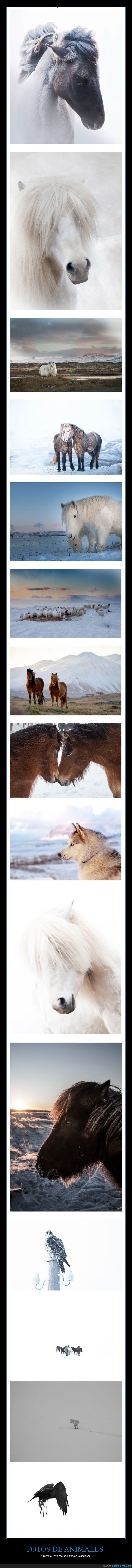 animmales,invierno,islandia