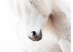 Enlace a Fotos de animales durante el invierno en paisajes islandeses