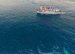 Enlace a Mi animal preferido