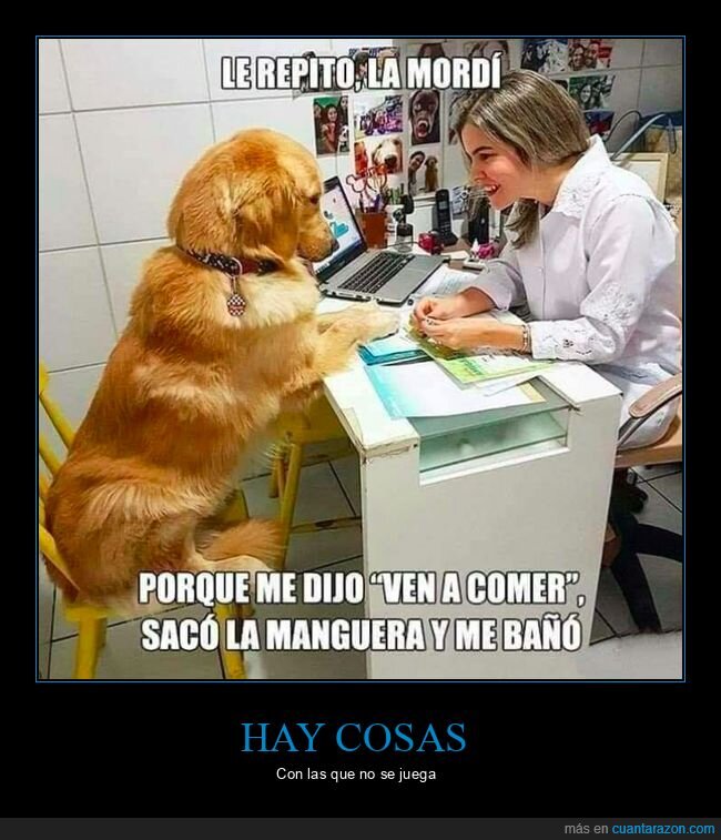 morder,perro,psicologo,comer