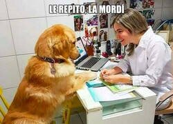 Enlace a No juegues nunca con el hambre de un perro