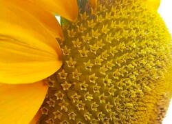 Enlace a Pura belleza natural