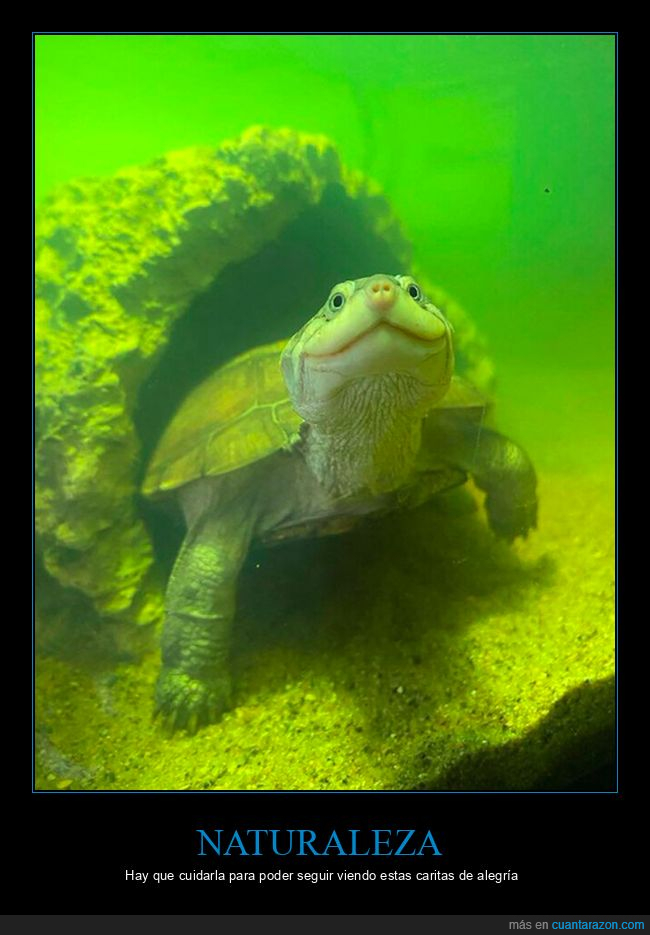 tortuga,sonrisa,cara