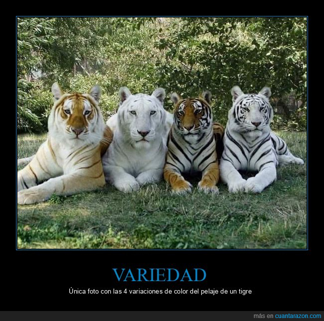 tigre,pelaje,variedad