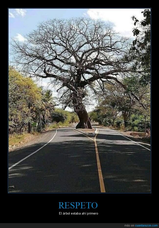 carretera,arbol