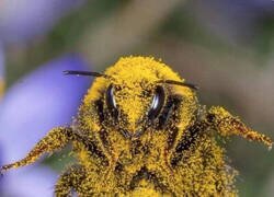 Enlace a ABEJA CUBIERTA DE POLEN