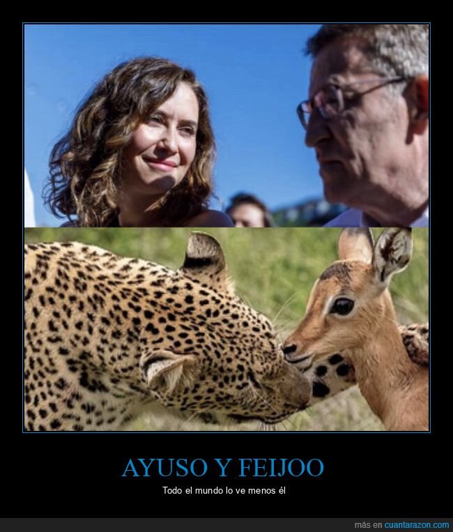 guepardo,gacela,ayuso,feijoo