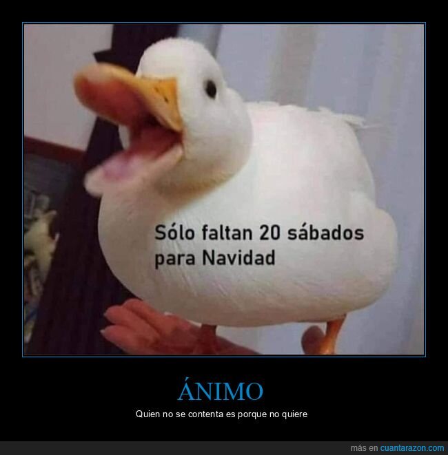 pato,navidad,sabados