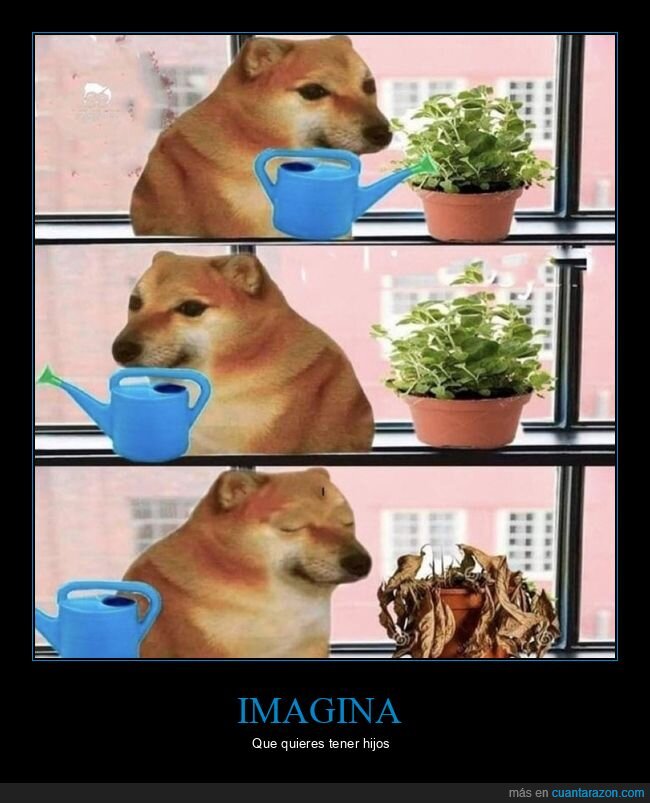 regar,plantas,vida
