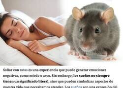 Enlace a Si has soñado con ratas, aquí tienes el significado de tu sueño loco