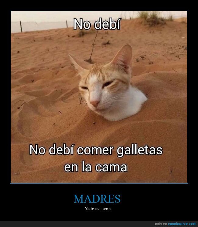 galletas,comer,cama,gato,migas