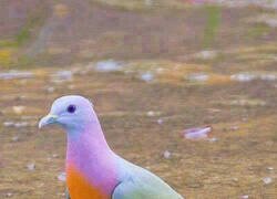 Enlace a Ahora todo parece que sea inteligencia artificial y fakes, pero no