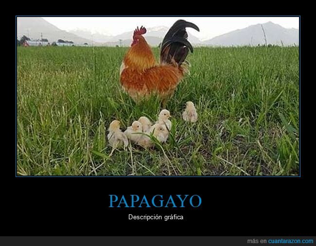 papa,gallo,pollitos