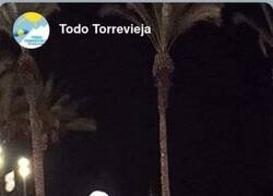 Enlace a TOP MANTA con aceite de oliva