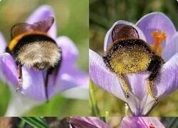 Enlace a NALGAS DE ABEJA