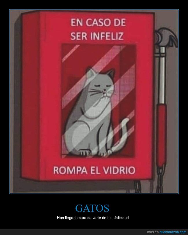 alerta,infeliz,gato,romper,vidrio