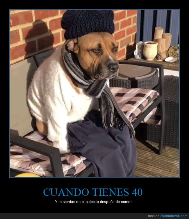 perro,sol,descansar