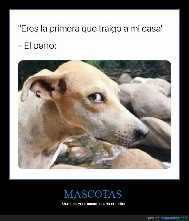 perro,ligue,novia,traer a casa