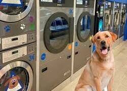 Enlace a LAVANDERÍA