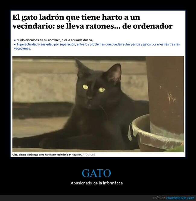 gatos,ordenador,ratones