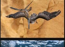 Enlace a Los ganadores del concurso de fotografía de aves de 2023