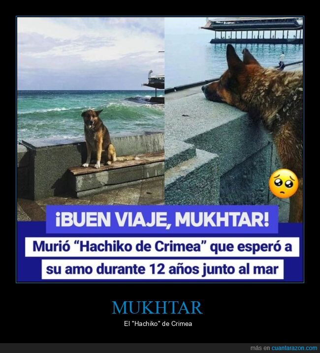 hachiko,crimea,mukhtar,perro,esperar,muerte