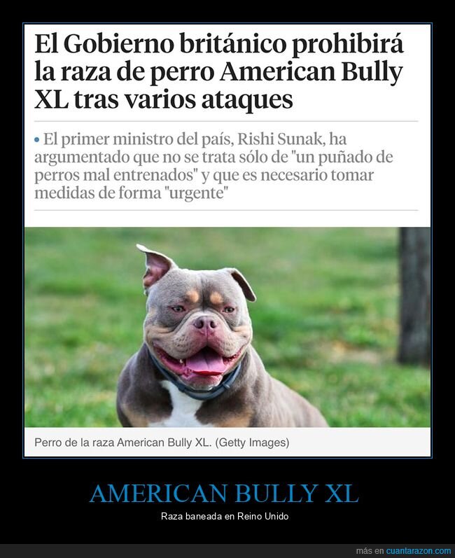 american bully xl,ataques,prohibición,reino unido