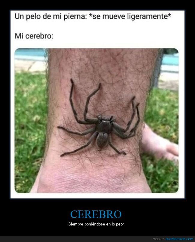 araña,pelo,pierna