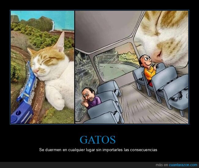 gato,tren,durmiendo