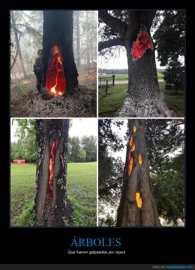 árboles,rayos