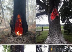 Enlace a Las cicatrices que dejan los rayos en los árboles